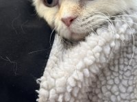 6 aylık dişi scottish fold