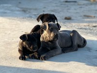 Cane Corso Köpeği Yavrularımız
