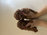 YENİ YIL ŞEKERLERİ POODLE KÖPEKLER SİZLER İÇİN HAZIR