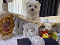 A şecereli Kore maltese babadan maltese yavrular