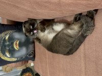 Scottish fold kedimiz