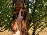 Safkan doberman yavruları