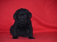 Safkan ırk garantili labrador yavrular