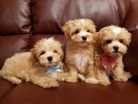 TÜY DÖKMEZ KOKU YAPMAZ ANTİALERJİK MALTİPOO YAVRULAR