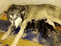 ANNE ALTINDA HUSKY YAVRULARİ YER ALANYA MAHMUTLAR