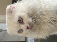Scottish Fold 1 Yaş