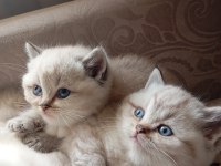 Efsane british shorthair bebeklerim