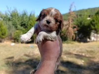 IRKININ SÜPER STARI CAVALİER KİNG CHARLES