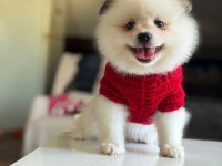 ORJİNAL TATLI POMERANİAN BOO