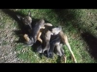 Belçika Kurdu Yavruları Yeni Sahiplerini Bekliyor