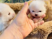 Pomeranian yavrular