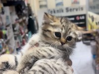 British shorthair tuvalet eğitimli