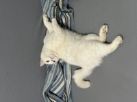 Scottish fold sütlaç yuva arıyoruz