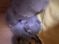 Aydın yavru british shorthair