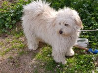 9 aylık erkek tüm aşıları tam maltipoo