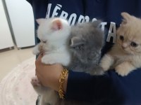 A KALİTE BRİTİSH LONGHAİR YAVRULAR