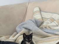Minik oreo tekir