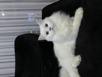 British Longhair Kızımıza Yeni Yuva Arıyoruz