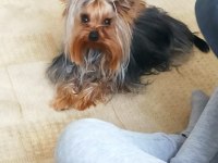 Özel sebeplerden dolayı yorkshire terrier