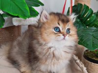 British longhair duffy bebeğim