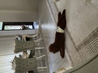 4 Yaşında Aşıları tam Poodle Erkek
