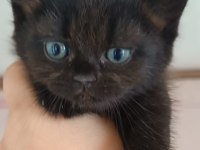 British shorthair tabby cinsi safkan