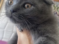 Scottish fold bebiş