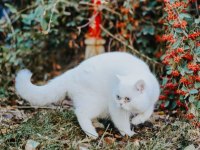 2 yaşında oğlumuzu sahiplendirecez british shorthair