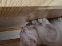 Dişi yavru british shorthair bursa