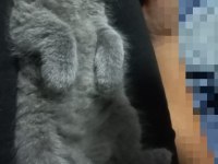 0 kulak top kafa scottish fold