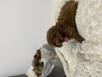 Mükemmel Toy Poodle Yavrumuz
