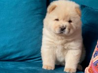 A kalite panda surat chow chow çin aslanı