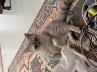 SAFKAN SAĞLIKLI BRİTİSH SİLVER SHORTHAİR !