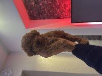 Kıvır Kıvır Toy Poodle Bebişlerimiz
