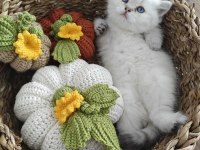 British shorthair rezerve edilir