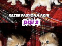 ALTIN SERİSİ BEBEK KEDİLER