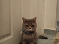 British shorthair 8 aylık