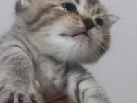 Scottish fold yeni yuva için hazırız