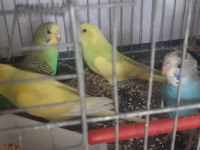 50 günlük muhabbet kuşları
