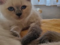 British Blue Point