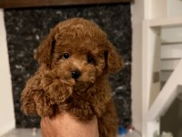 Orjinal toy poodle