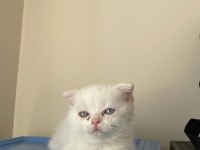 70 günlük scottish fold dişi