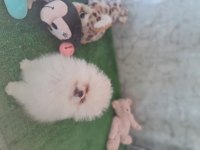 Show kalite pomeranian boo