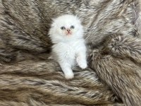 Mükemmel british longhair bebekler