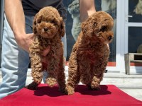 Yasal ruhsatlı çiftlikde ziyarete açık toy poodle