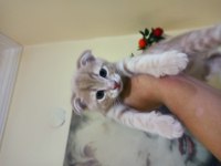 Minik patiler scottish fold