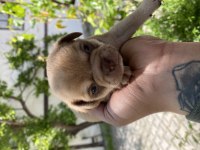 Minik Güzel Chihuahua Şivava