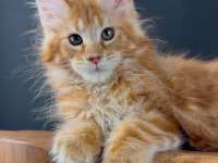 Üst Kaliteli Maine Coon Wcf Kayıtlı