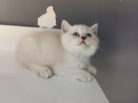 British shorthair linç point