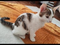 2,5 aylık erkek yavru kedimiz